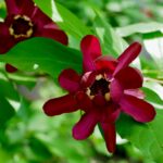 Common sweetshrub